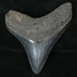 Sharp Posterior Megalodon Tooth #13373-1